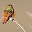Allen's Hummingbird